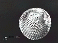 sem (04)_thumb.png