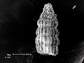sem (08)_thumb.png