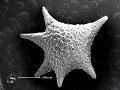 sem (13)_thumb.png