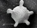 sem (14)_thumb.png