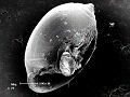 sem (16)_thumb.png
