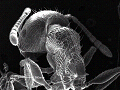 sem (18)_thumb.png