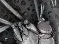 sem (22)_thumb.png