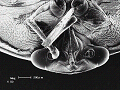 sem (23)_thumb.png