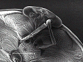 sem (24)_thumb.png