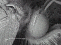 sem (25)_thumb.png
