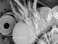 sem (26)_thumb.png