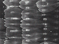 sem (28)_thumb.png