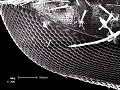 sem (32)_thumb.png