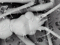 sem (34)_thumb.png