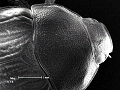 sem (36)_thumb.png