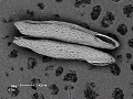 sem (41)_thumb.png