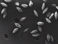 sem (42)_thumb.png