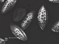sem (43)_thumb.png