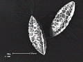 sem (44)_thumb.png