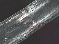 sem (45)_thumb.png