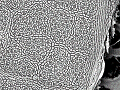 sem (46)_thumb.png
