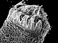 sem (47)_thumb.png