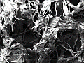 sem (48)_thumb.png