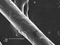 sem (52)_thumb.png